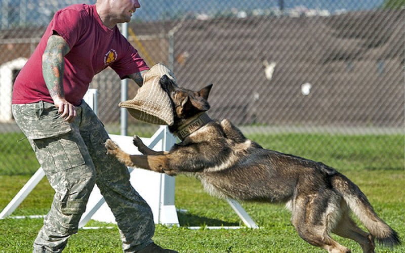 huấn luyện chó phú quốc tấn công