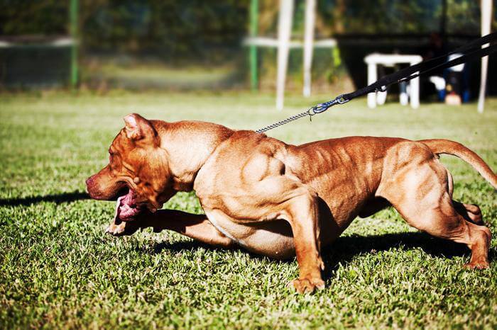 pitbull được huấn luyện để chiến đấu