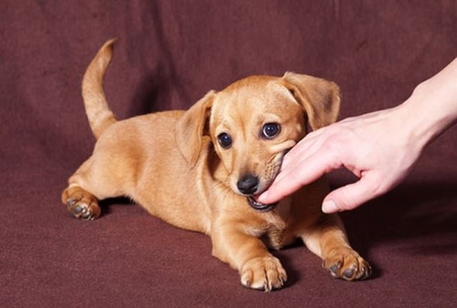 Cách huấn luyện chó nghe lời và cắn yêu