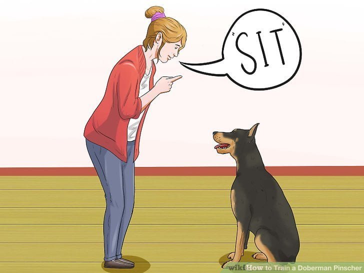 cách huấn luyện chó doberman ngồi