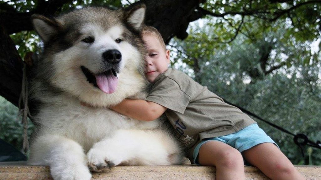 Chó Alaska là người bạn thân thiết của những đứa trẻ