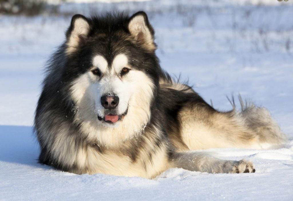 Nguồn gốc xuất xứ của giống chó Alaska