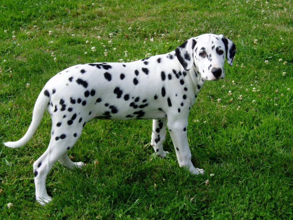 Chó đốm rất dễ phân biệt với các loài chó khác nhờ những đốm đen trên nền lông trắng
