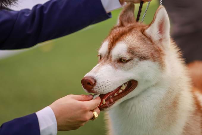 cách huấn luyện chó husky ngoan ngoãn