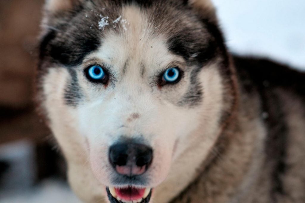 Chó Husky mắt màu xanh luôn có giá cao hơn nhiều