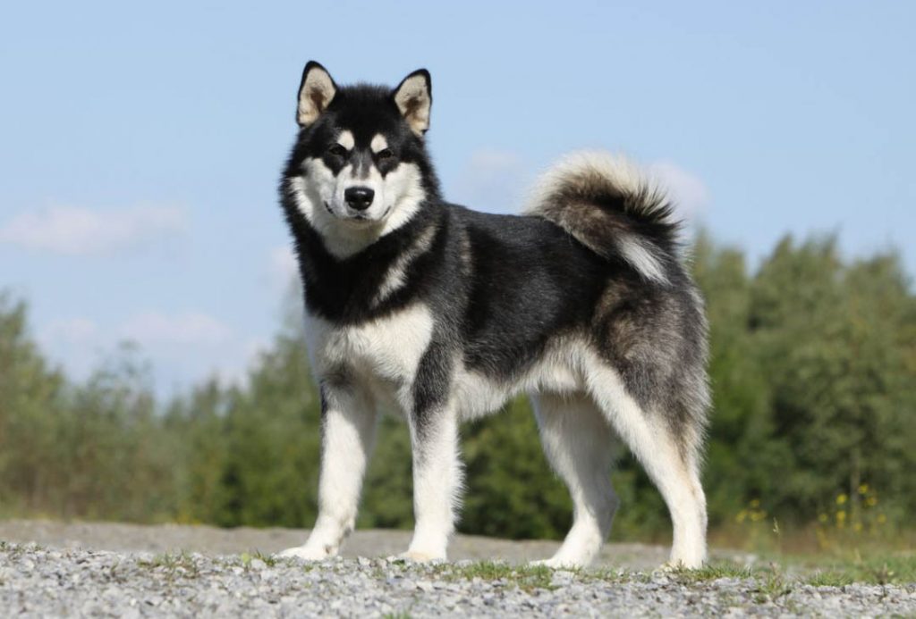 Đặc điểm ngoại hình của chó Alaskan