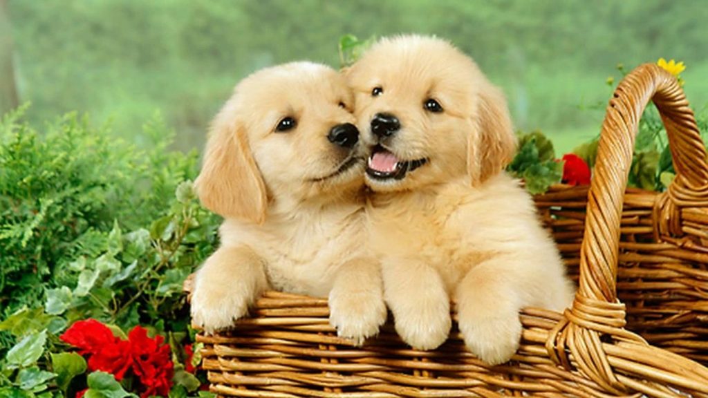 Hãy cùng đắm chìm trong khoảnh khắc đáng yêu của chú chó Golden! Với bộ lông vàng óng ả, những bức ảnh này sẽ khiến bạn muốn ôm chầm lấy chú chó vô cùng đáng yêu này!