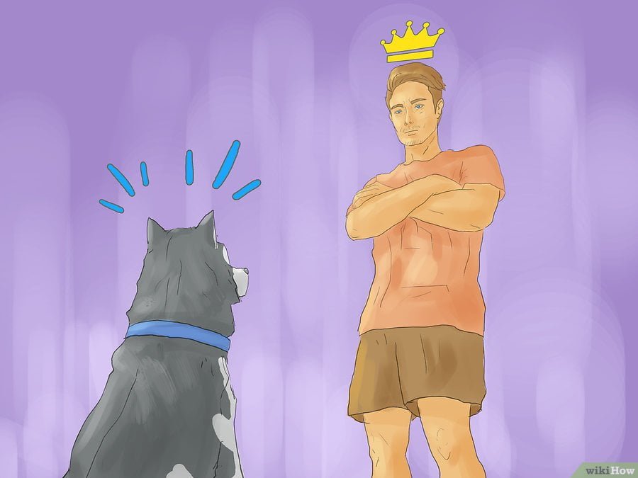 Cách huấn luyện để biến Husky thành 1 chú chó ngoan